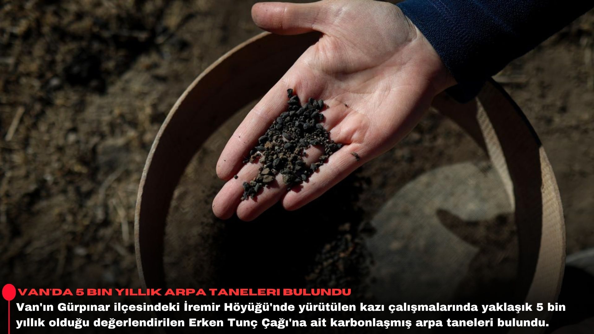 Van'da 5 bin yıllık arpa taneleri bulundu