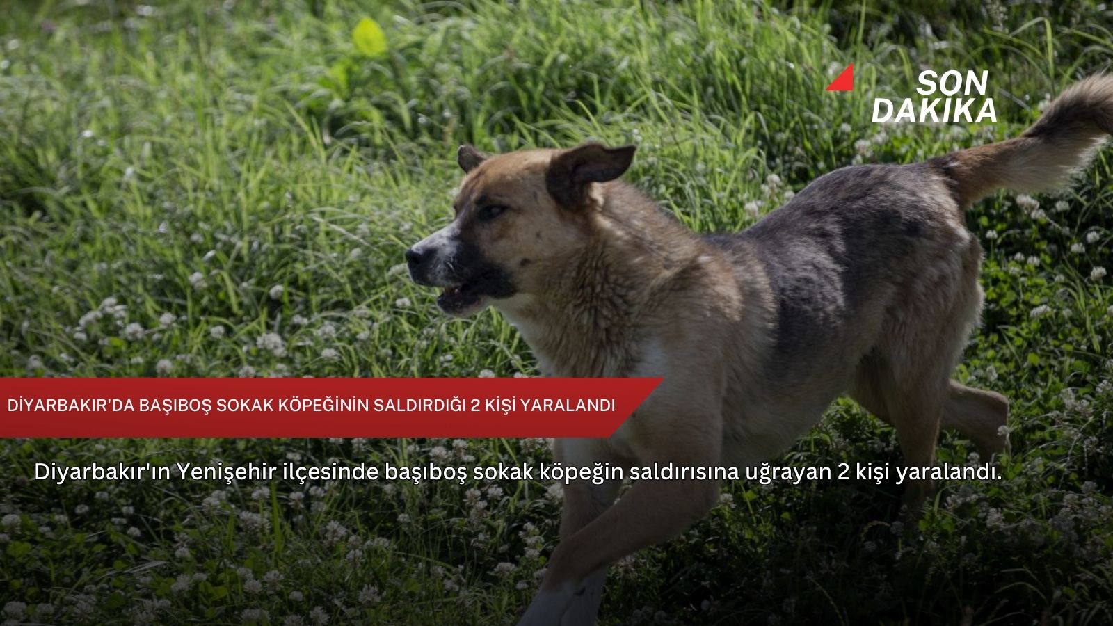 Diyarbakır'da başıboş sokak köpeğinin saldırdığı 2 kişi yaralandı