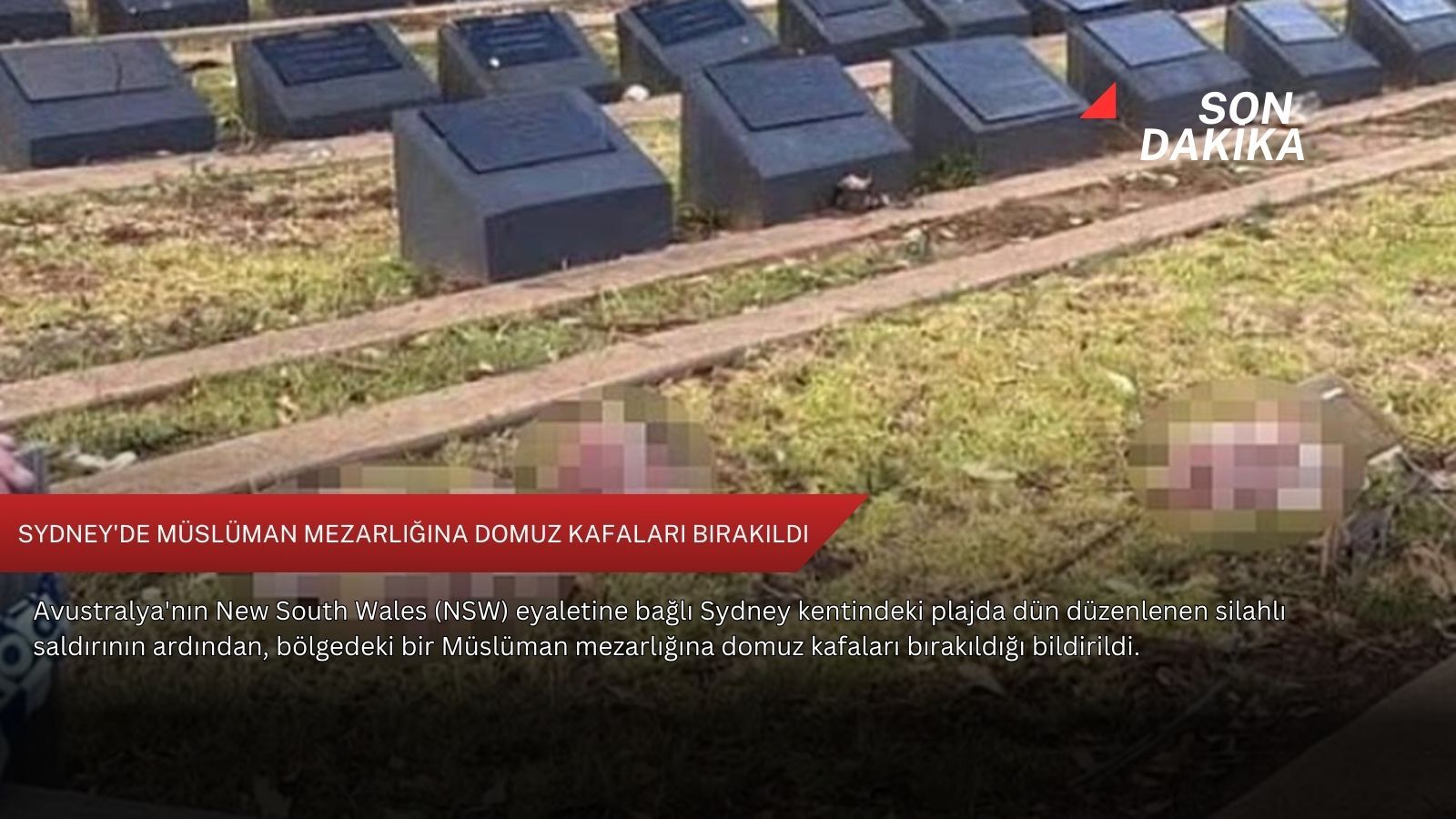 Sydney'de Müslüman mezarlığına domuz kafaları bırakıldı