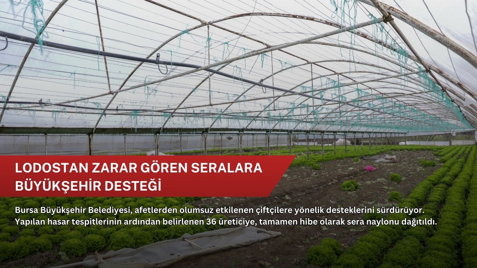 Lodostan zarar gören seralara Büyükşehir desteği