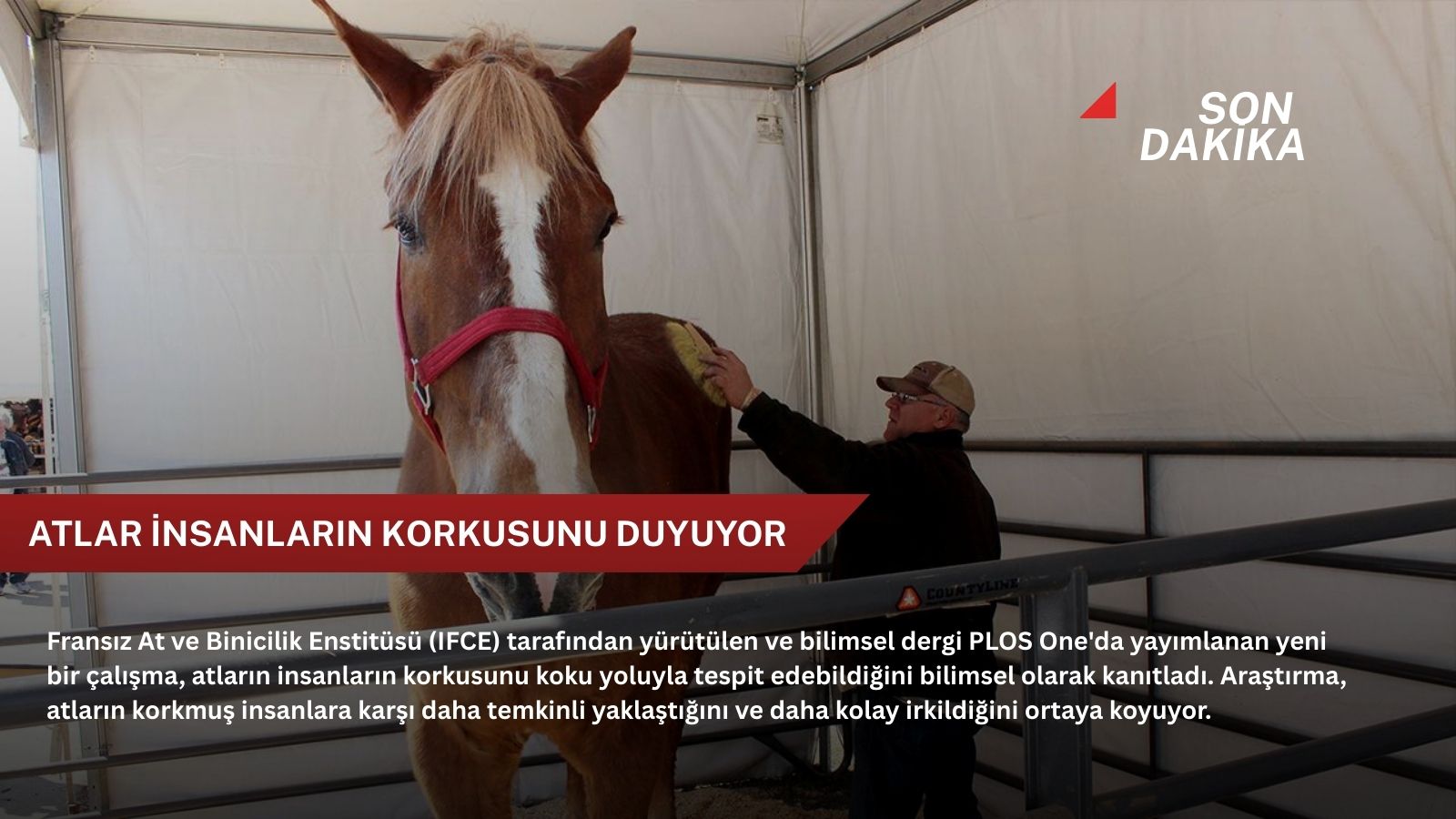 Atlar insanların korkusunu koklayabiliyor