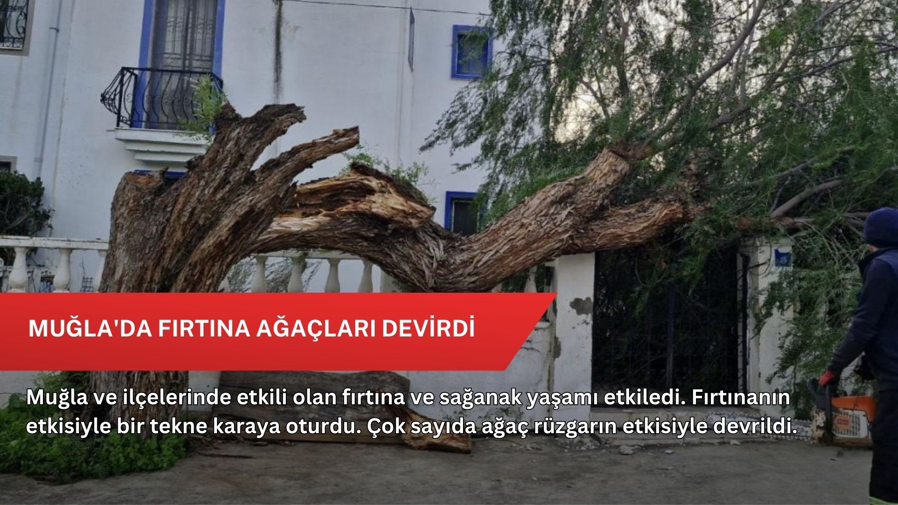 Muğla'da fırtına ağaçları devirdi