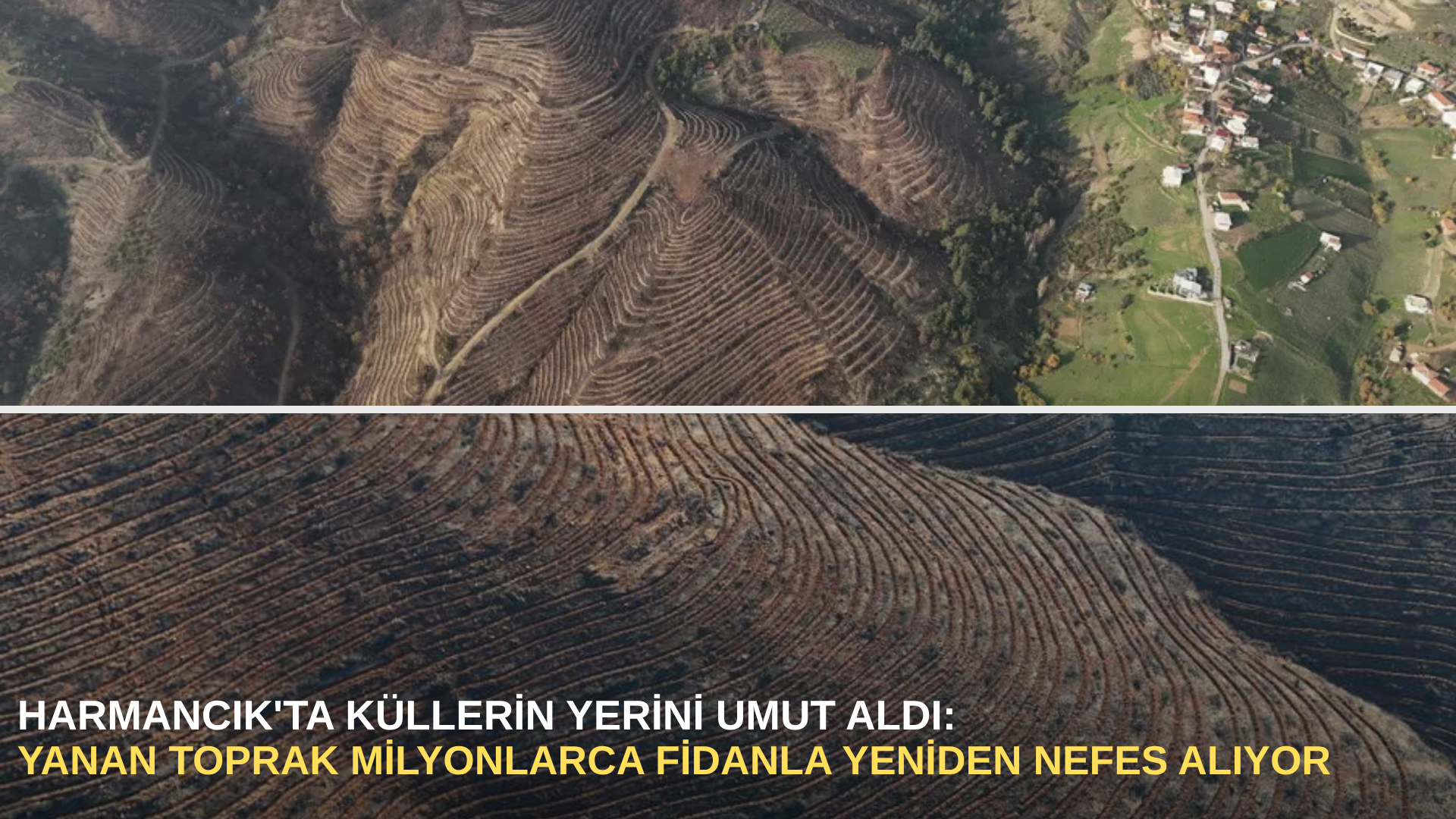 Harmancık'ta küllerin yerini umut aldı: yanan toprak milyonlarca fidanla yeniden nefes alıyor