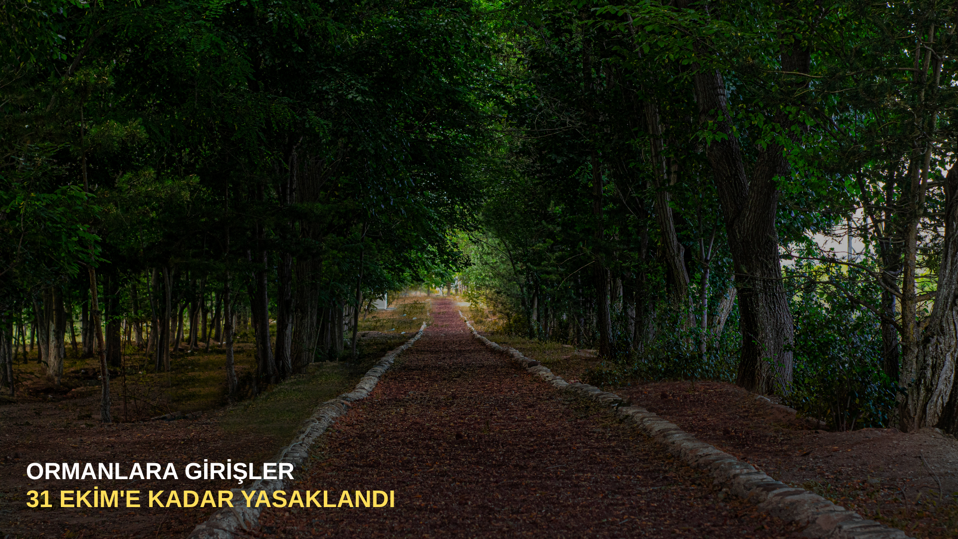 Ormanlara girişler 31 Ekim'e kadar yasaklandı