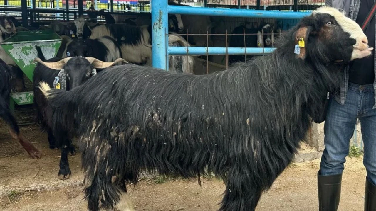 Kurban Bayramı'nın Şampiyonu Belli Oldu