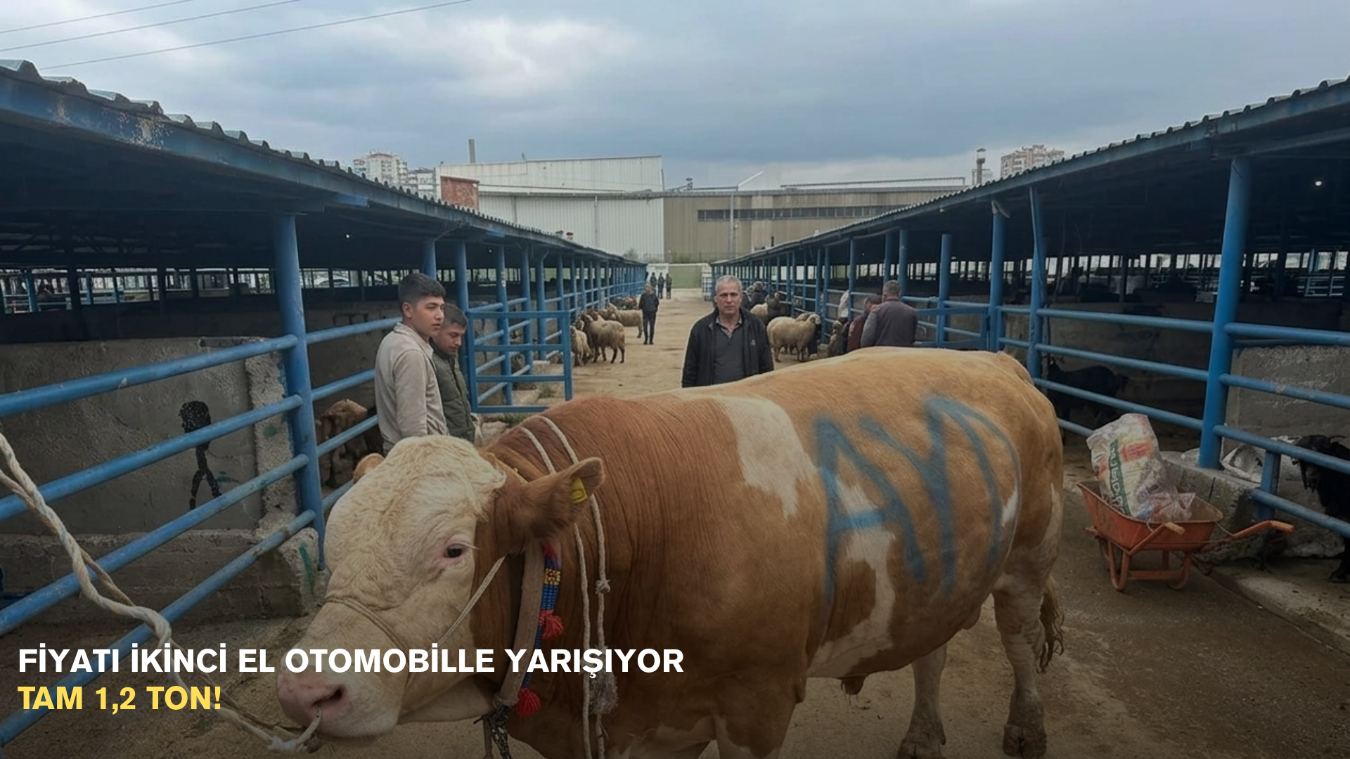 Fiyatı ikinci el otomobille yarışıyor: Tam 1,2 ton!