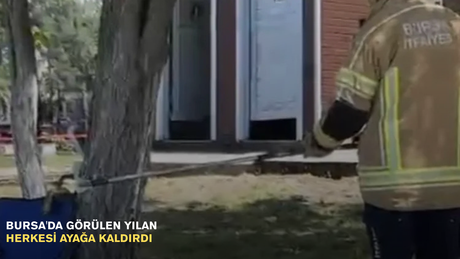 Bursa'da görülen sarı yılan herkesi ayağa kaldırdı