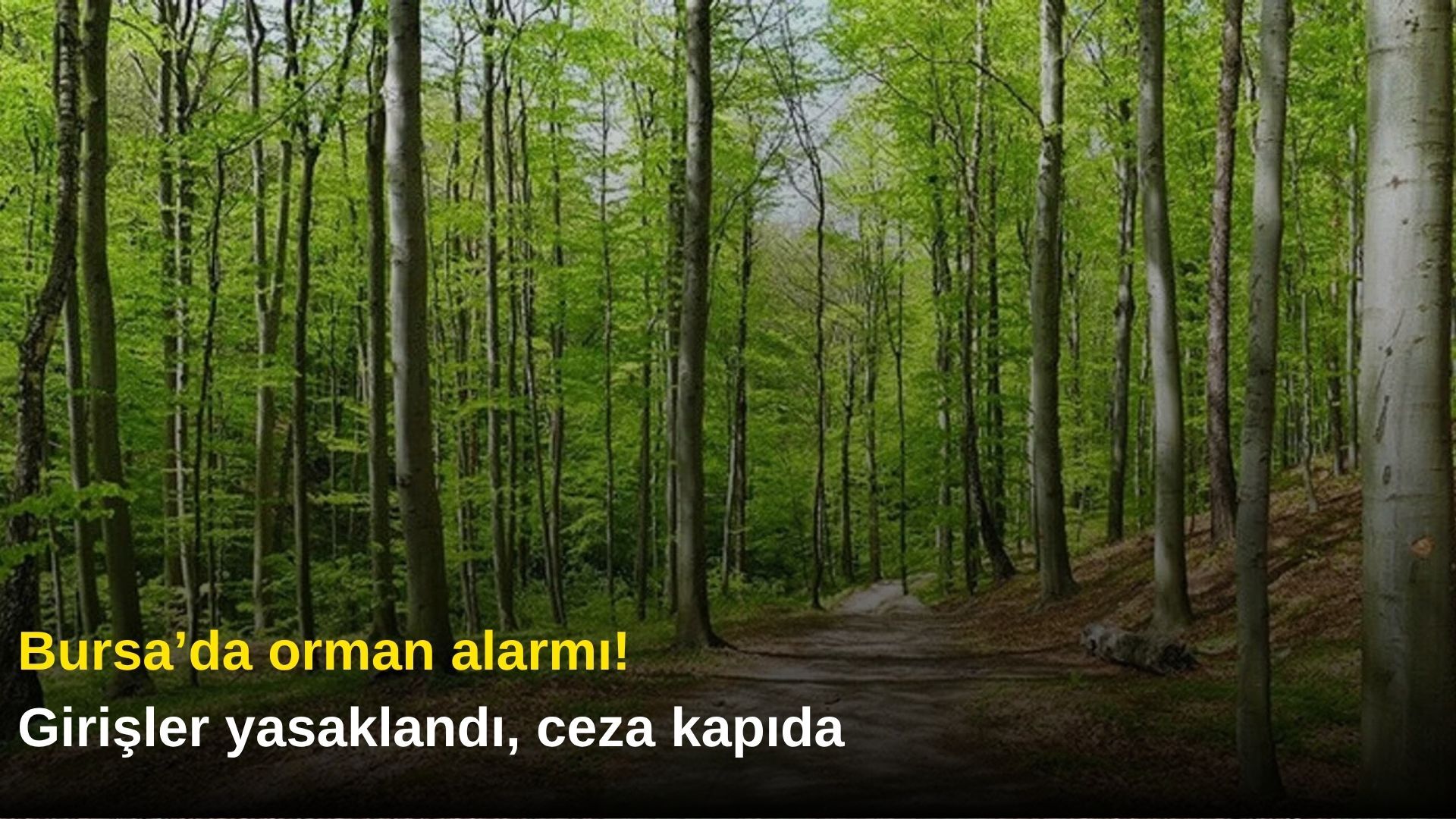 Bursa’da orman alarmı! Girişler yasaklandı, ceza kapıda