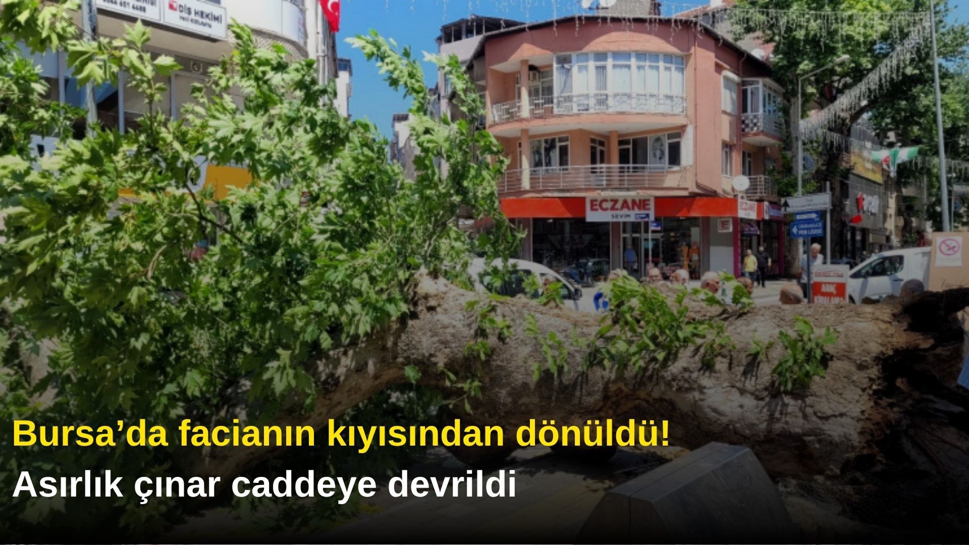 Bursa’da facianın kıyısından dönüldü! Asırlık çınar caddeye devrildi