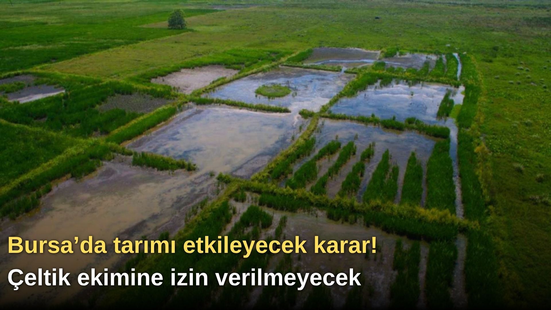 Bursa’da tarımı etkileyecek karar! Çeltik ekimine izin verilmeyecek