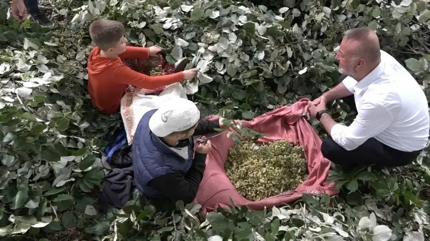 Bursa'da ıhlamur hasadında cesaret ve kazanç!