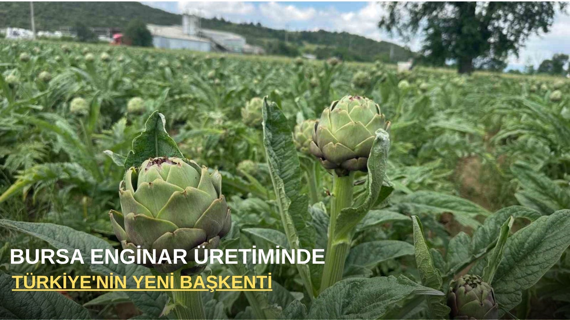 Bursa enginar üretiminde Türkiye'nin yeni başkenti oluyor