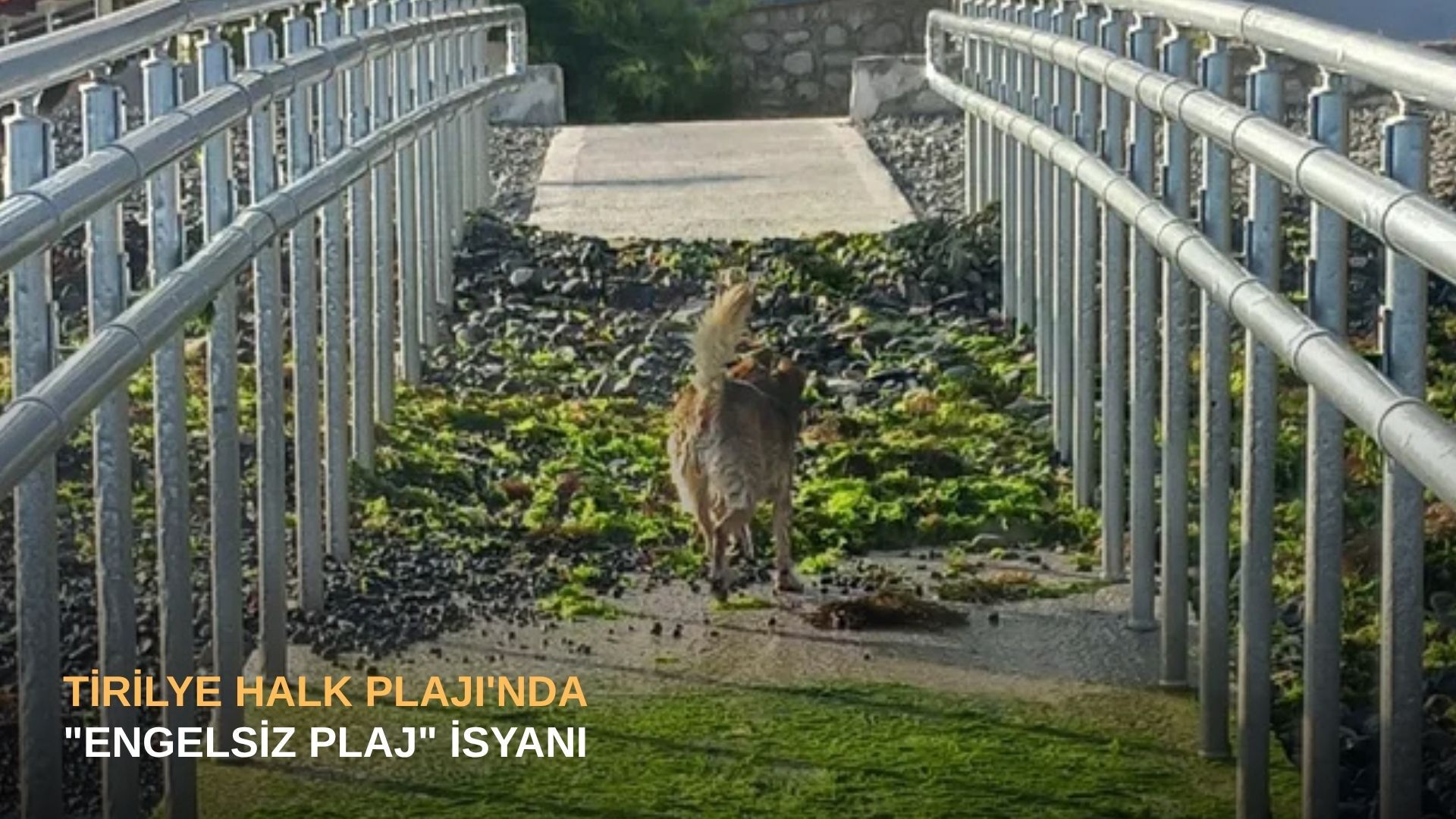 Tirilye Halk Plajı'nda "Engelsiz Plaj" isyanı