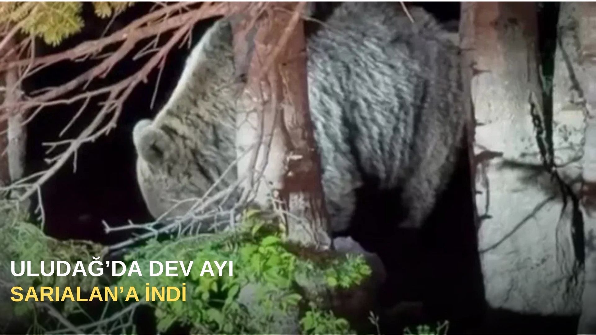 Uludağ Sarıalan’a dev ayı