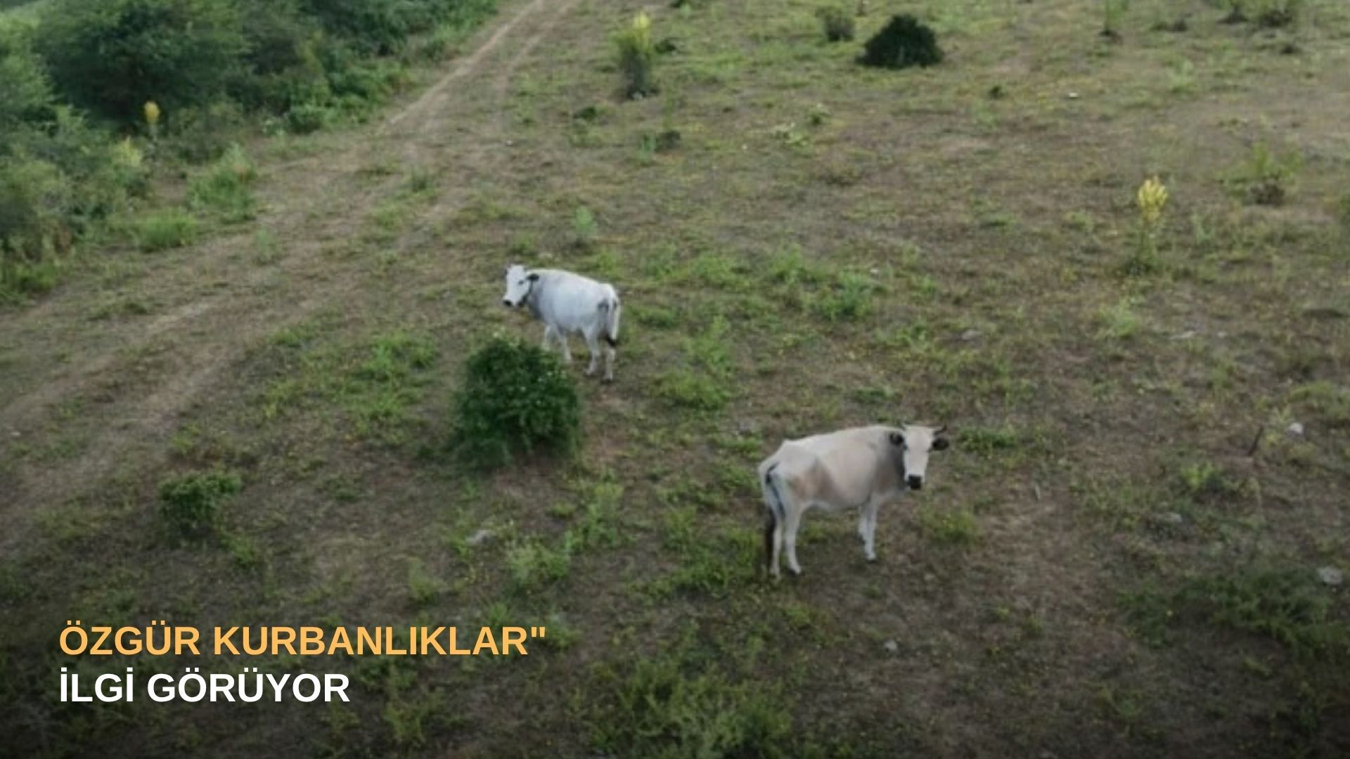 "Özgür kurbanlıklar" ilgi görüyor