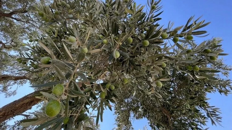 Bc0D823B 40 Yillik Zeytin Sirketine Bir Yil Muhlet Konkordato Sureci Basladi 1787641103 719 X750