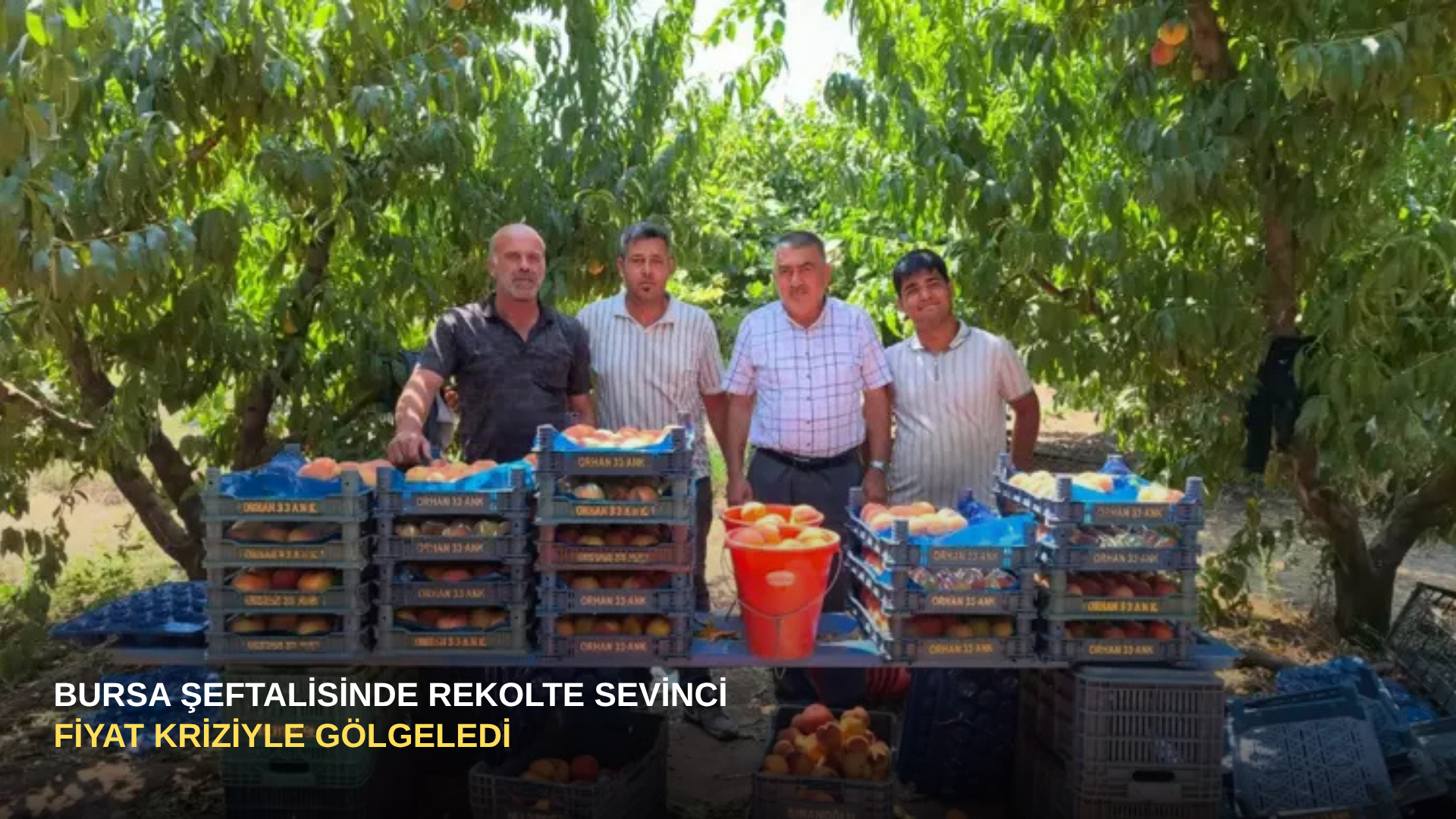 Bursa Şeftalisinde Rekolte Sevinci Fiyat Kriziyle Gölgeledi