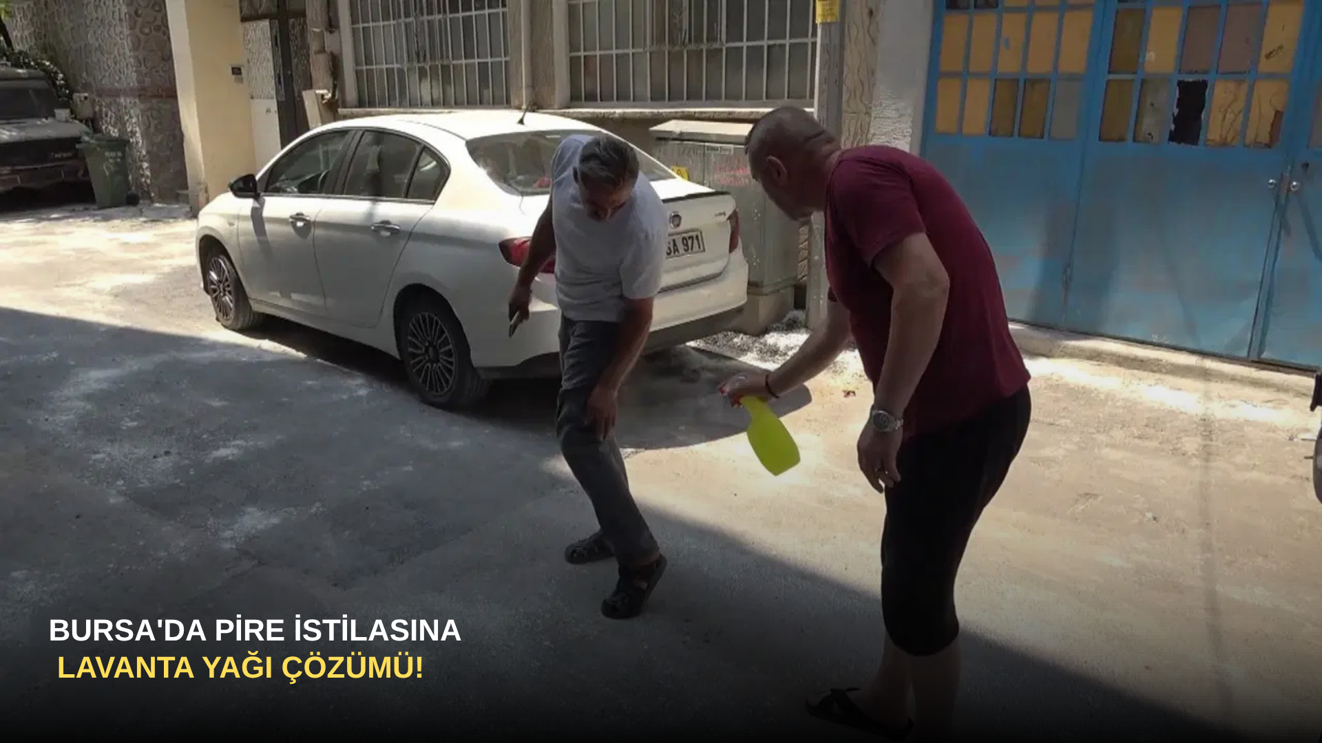 Bursa'da Pire İstilasına Lavanta Yağı Çözümü!