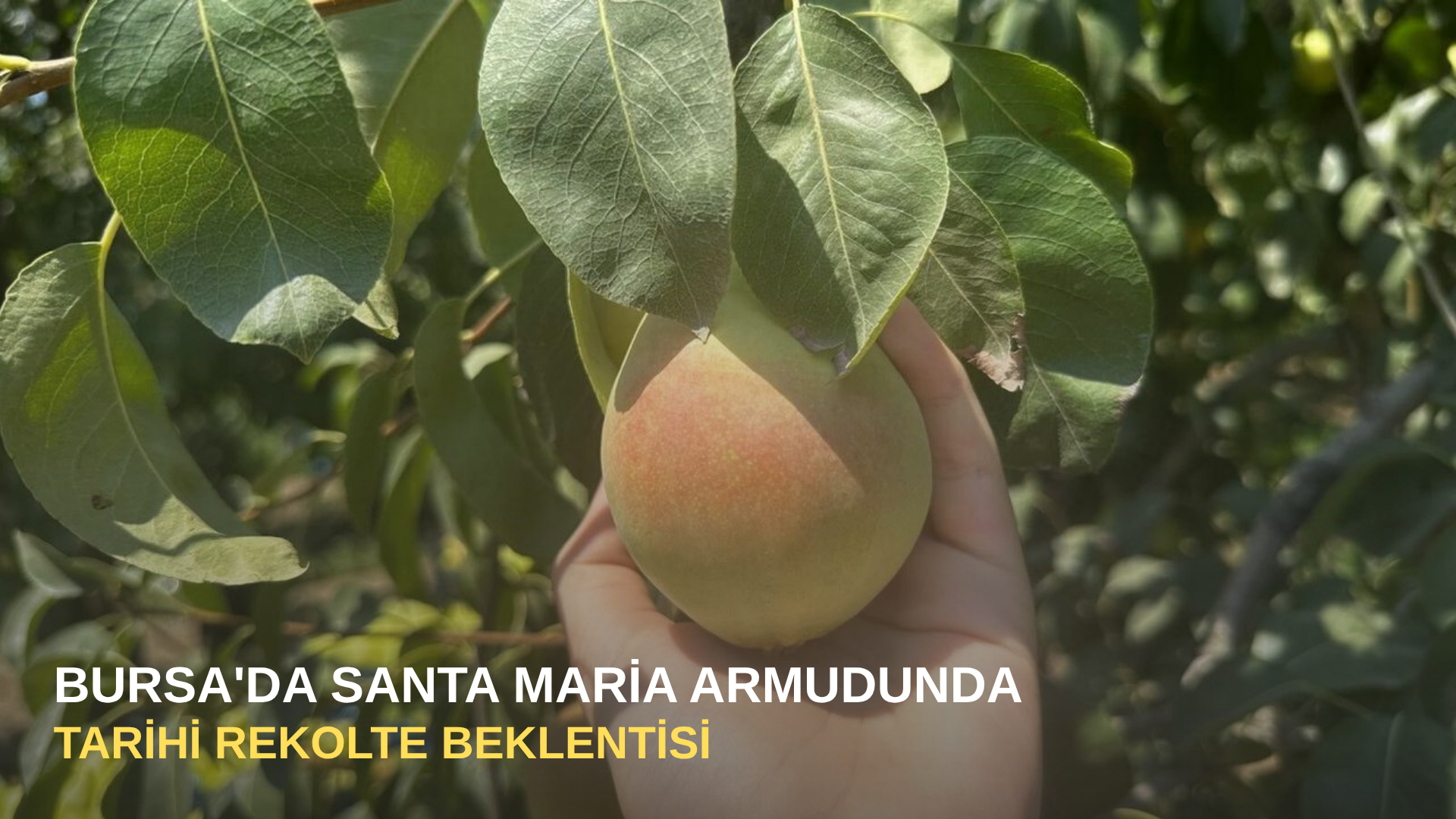 Bursa'da Santa Maria Armudunda tarihi rekolte beklentisi