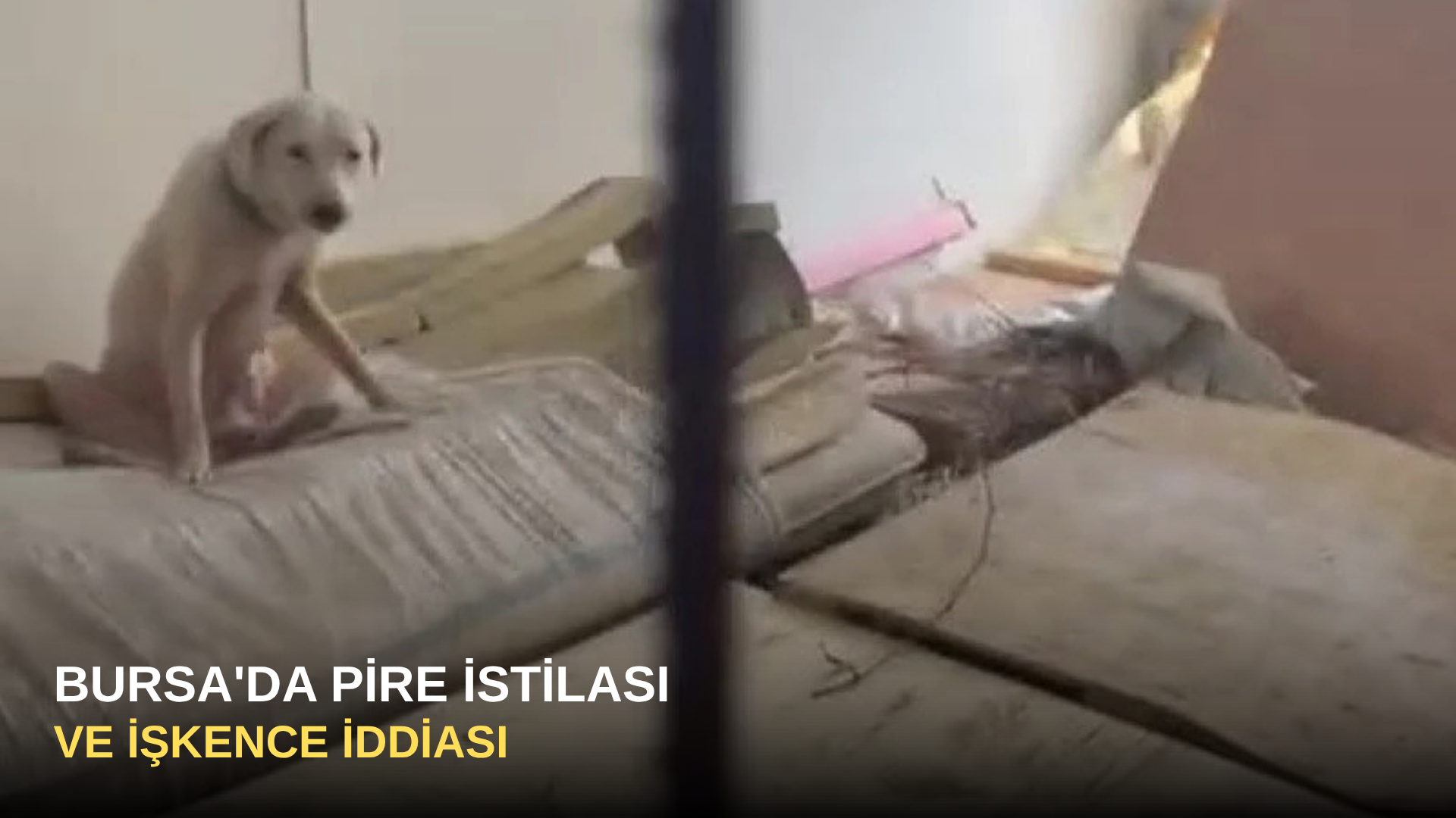 Bursa'da Pire İstilası ve İşkence İddiası
