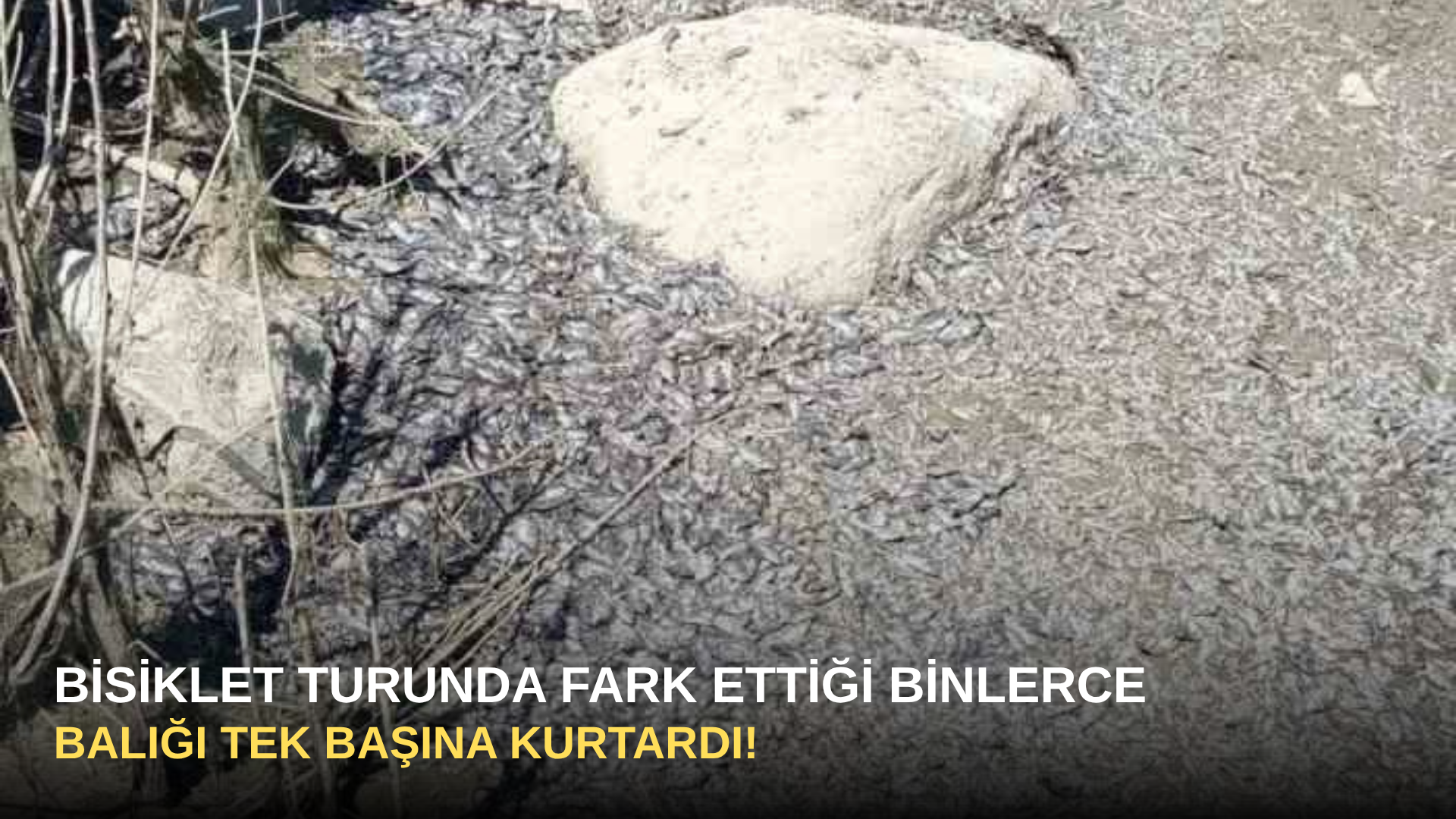 Bisiklet Turunda Fark Ettiği Binlerce Balığı Tek Başına Kurtardı!