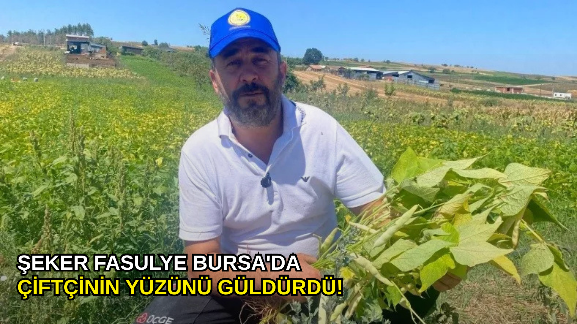 Şeker fasulye Bursa'da çiftçinin yüzünü güldürdü!