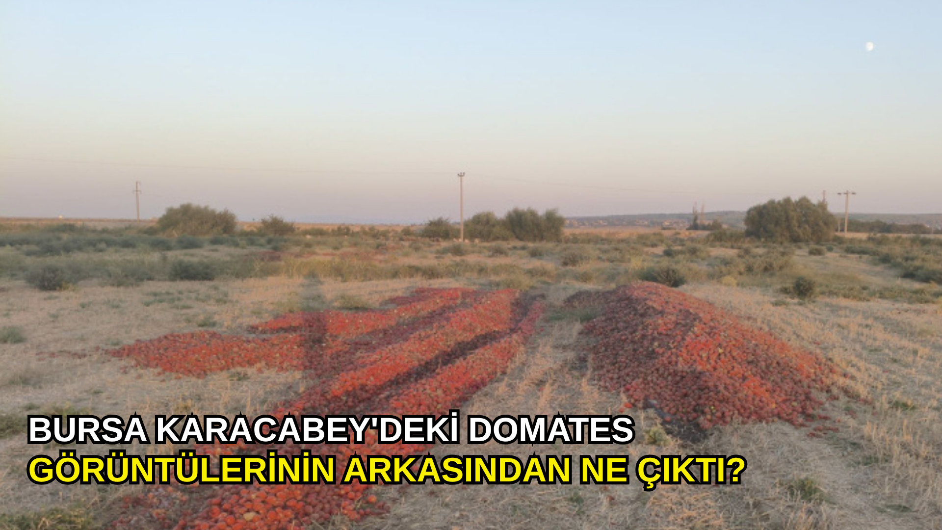 Bursa Karacabey'deki domates görüntülerinin arkasından ne çıktı?