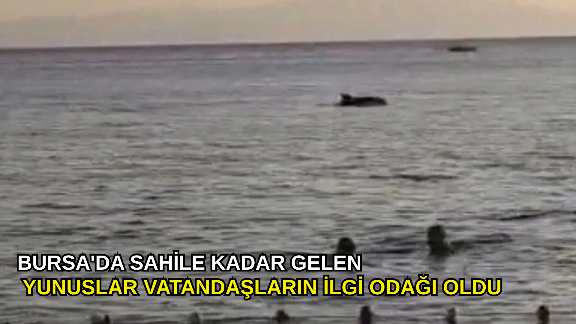 Bursa'da sahile kadar gelen yunuslar vatandaşların ilgi odağı oldu