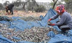 Zeytin toplama işçilik ücretleri belirlendi