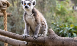 Lemur türleri korunması gerekiyor