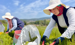 “Tıbbi ve Aromatik Bitki Yetiştiriciliği Projesi”