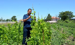 Ziraat Mühendisleri kendi çiftliklerini kurabilmesi için yeni projelerle teşvik edilmeli