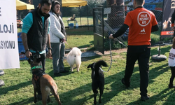 Türkiye’de ilk kez Köpekli Labirent Oryantiring yarışması yapıldı