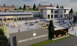 Bursa Gemlik Belediyesi patili dostlara sahip çıkıyor