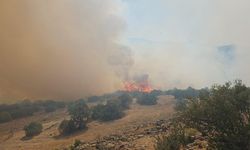 Balıkesir'de orman yangını