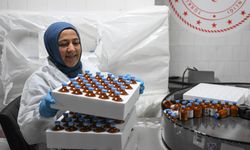 Şap hastalığının yeni serotipine karşı yaklaşık 15 milyon doz aşı sahaya sevk edilecek