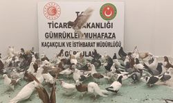 Türkiye’ye giriş yapan tırda kaçak "güvercin" operasyonu