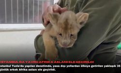 İstanbul'da yavru Afrika aslanı ele geçirildi