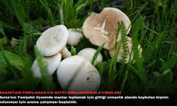 Mantar toplamaya gitti, ormanda kayboldu