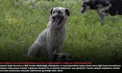 İstanbul Valiliği'nden sokak hayvanlarına yönelik yeni genelge