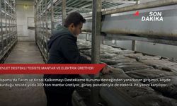 Devlet destekli tesiste mantar ve elektrik üretiyor