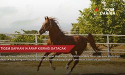 TİGEM safkan 14 Arap kısrağı satacak