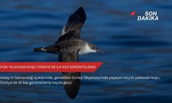 Büyük yelkovan kuşu Türkiye’de ilk kez görüntülendi