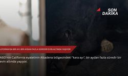California’da bir ayı, bir aydan fazla süredir evin altında yaşıyor