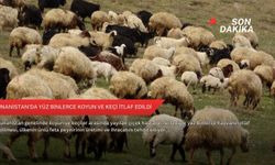 Yunanistan'da yüz binlerce koyun ve keçi itlaf edildi
