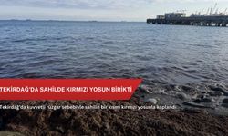 Tekirdağ'da sahilde kırmızı yosun birikti