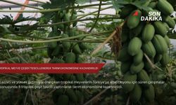 8 tropikal meyve çeşidi tescillenerek tarım ekonomisine kazandırıldı