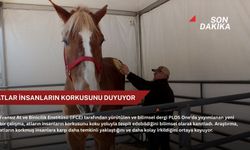 Atlar insanların korkusunu koklayabiliyor