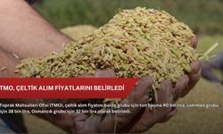 TMO, çeltik alım fiyatlarını belirledi