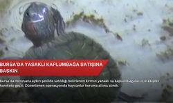 Bursa’da yasaklı kaplumbağa satışına baskın